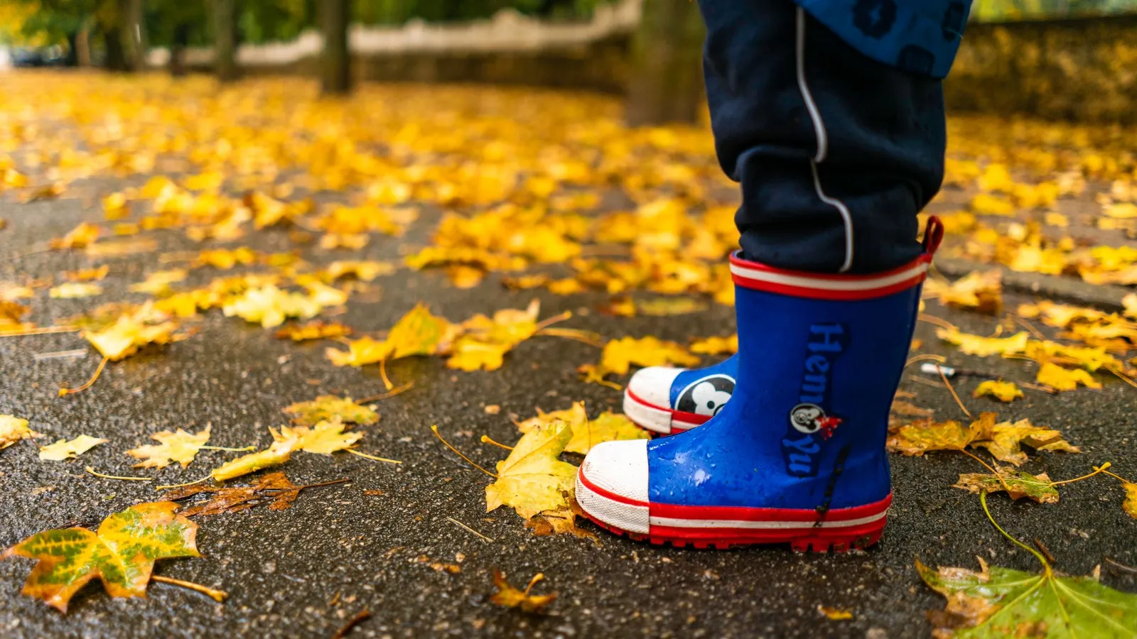 A young child in blue rain boots standing in autumn leaves