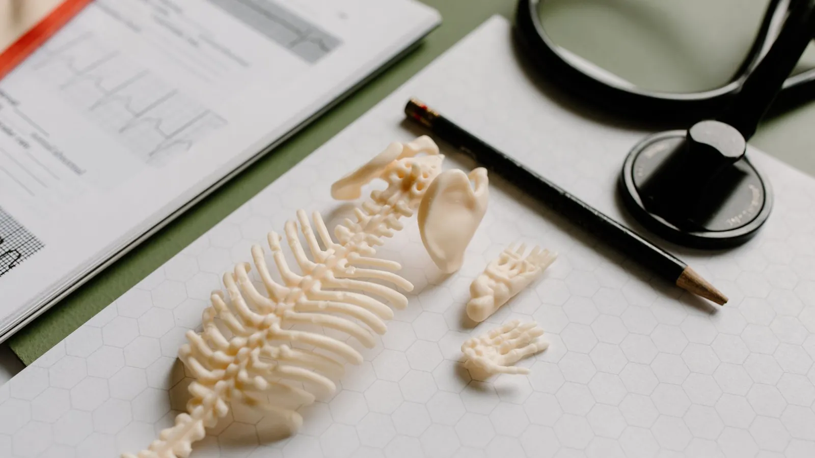 A spine model on a desk beside a stethoscope